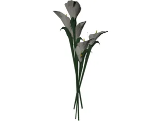 Arum Flower 3D Model