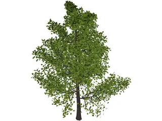 Sassafras 3D Model