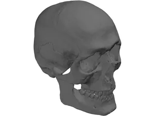 Skull Human 3D Model
