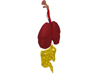 Digestive Tract and Respiratory 3D Model