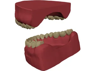 Teeth, Roots, Gums 3D Model
