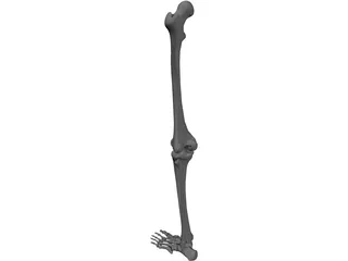 Leg Bone 3D Model