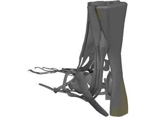 Foot Muscles 3D Model