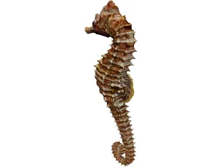 Seahorse 3D Model