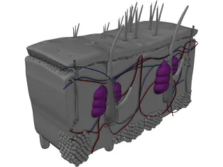 Skin Anatomy 3D Model