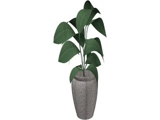 Ficus 3D Model