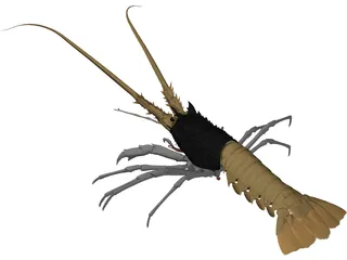 Lobster (Palinurus Elephas) 3D Model