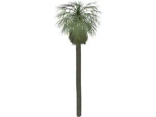 Tree Palm Washingtonia 3D Model