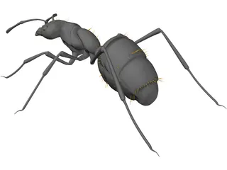 Ant Black 3D Model