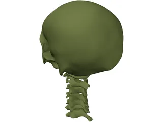 Skull and Neck 3D Model