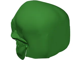 Skull 3D Model