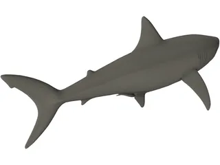 Shark White Male 3D Model