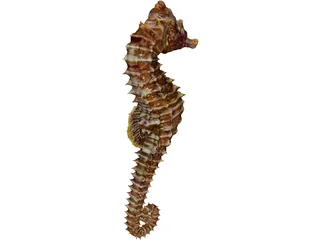 Seahorse 3D Model