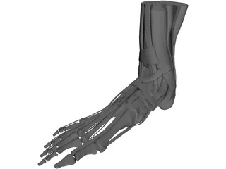 Human Leg 3D Model