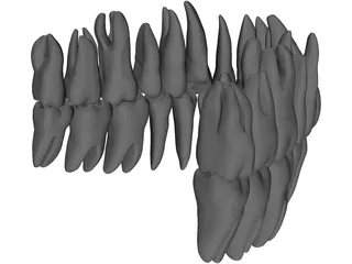 Teeth 3D Model
