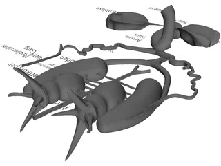 Frog Male Anatomy 3D Model
