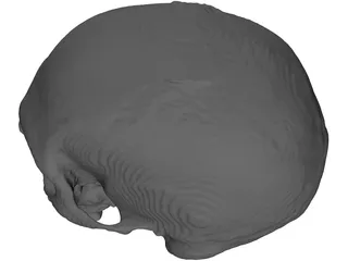 Skull 3D Model