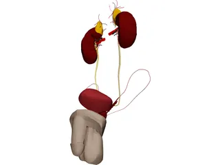 Urinary and Reproductive Systems Male 3D Model