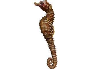Seahorse 3D Model