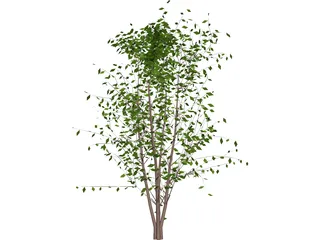 Tree 3D Model