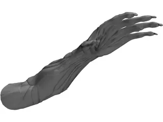Arm Muscles 3D Model