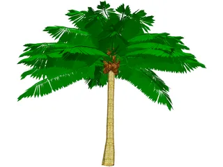 Palm Tree 3D Model