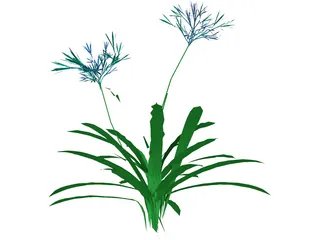 Agapanthus 3D Model