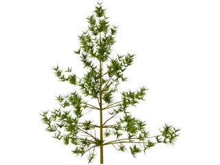 Pine Tree 3D Model