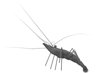 Shrimp 3D Model