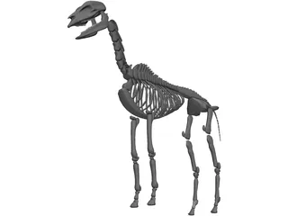 Horse Skeleton 3D Model