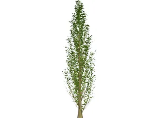 Lombardy Poplar (Populus Nigra) 3D Model