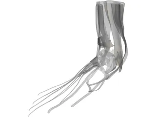 Foot Muscles 3D Model