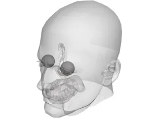 Male Adult Head 3D Model