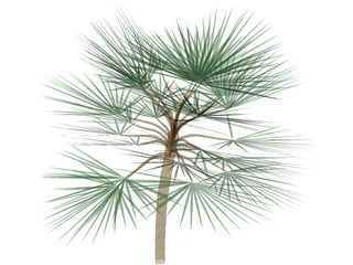 Palm 3D Model