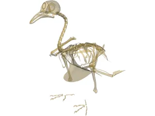 Pigeon Skeleton 3D Model
