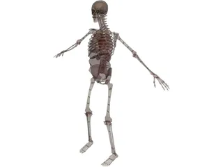 Skeleton with Internal Organs 3D Model